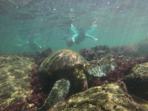 DCIM100GOPROGOPR8481.JPG