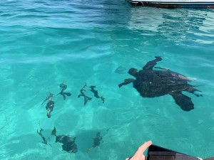 IMG_3741