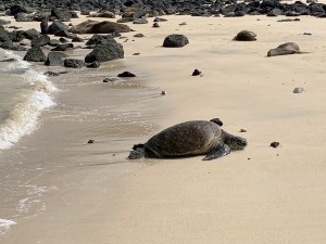 IMG_3816