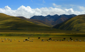 zhiqingyear4