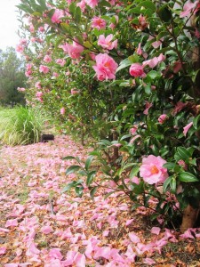 104 PerthAutumn_Flowers_IMG_6179