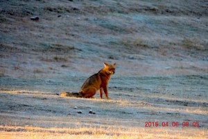 5Fox2 s