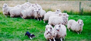 2015 Year of Sheep