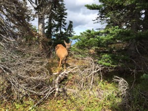 deer6
