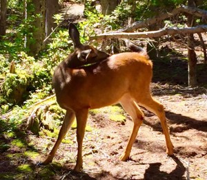 deer9