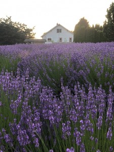image (18)