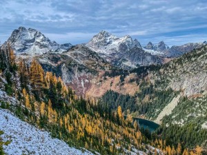 larch2
