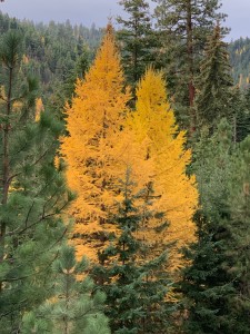larch5
