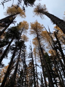 larch6