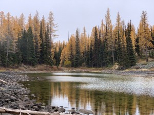 larch8