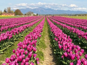 Tulips2