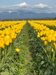 Tulips3